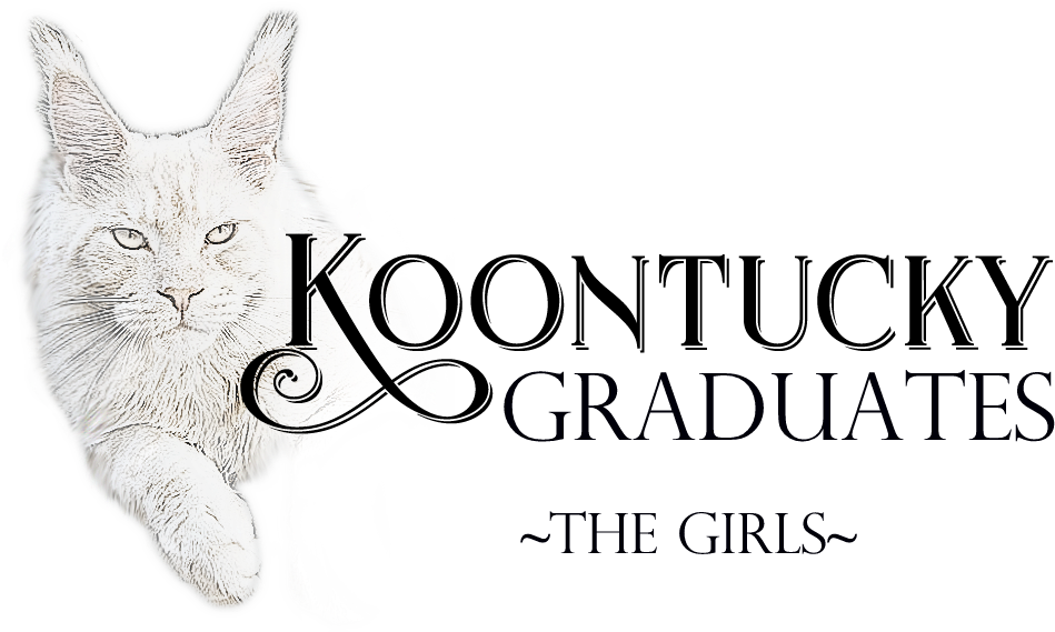 Maine Coon (985x578), Png Download