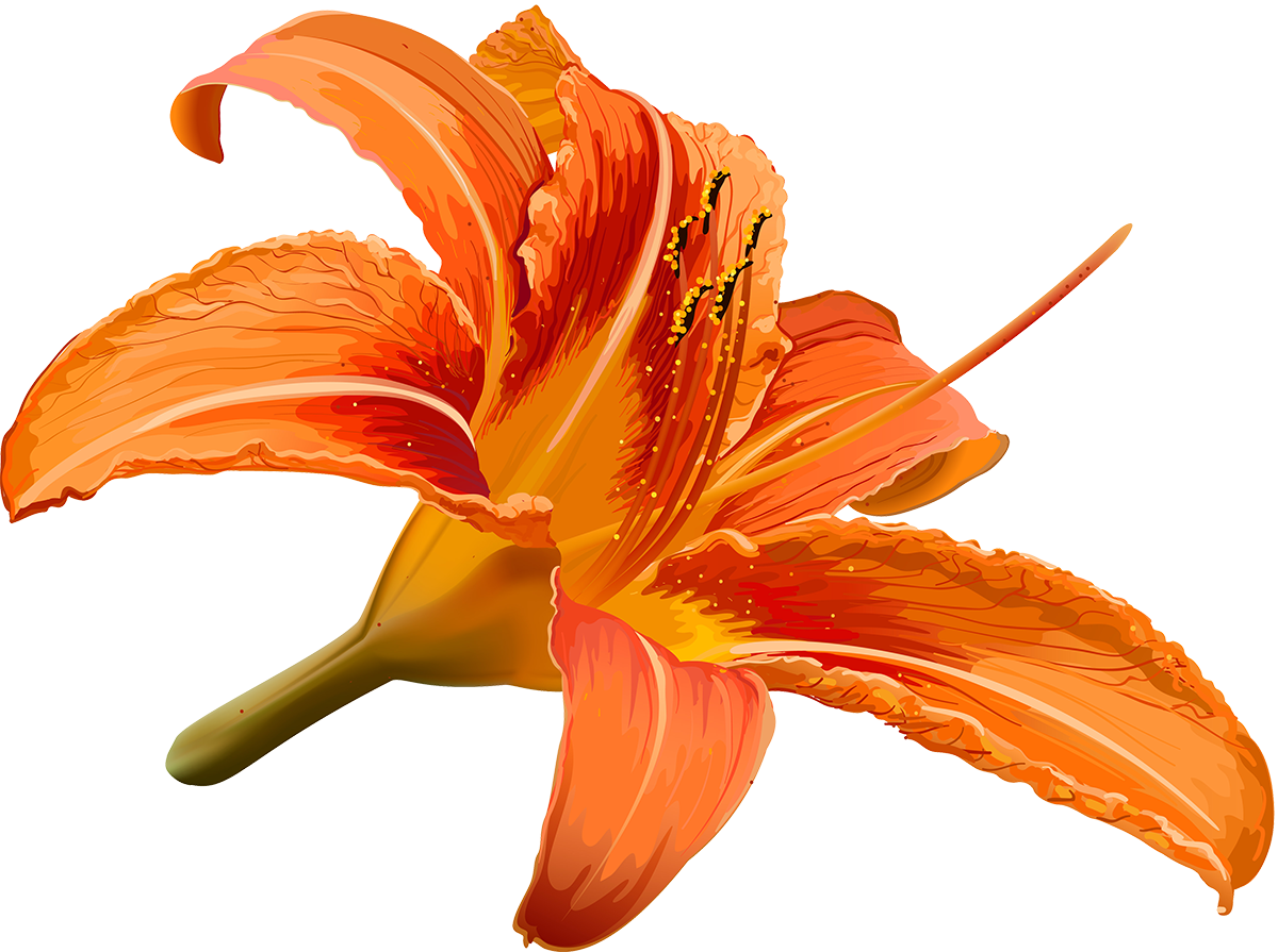 Vector Library Stock Flower Hibiscus Transprent Png - Drawn Lily Hibiscus Flower (1200x895), Png Download