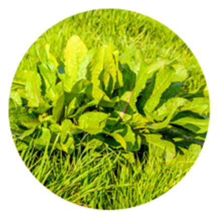 Common Weed Pollens - Pollen (1040x432), Png Download