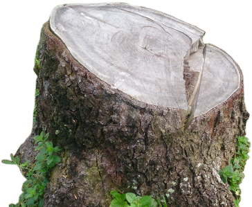 Stump Removal & Disposal Services In Dallas Fort Worth - .net (457x300), Png Download