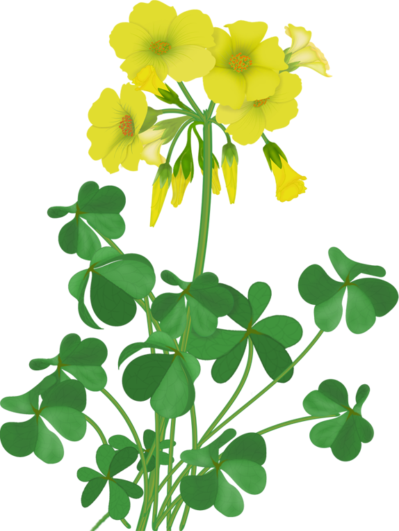 Flowers - Vector Wildflowers - Illustration (574x763), Png Download
