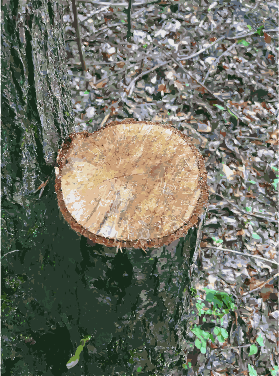 Tree Stump Wood Trunk Lumber - Lumber (556x750), Png Download