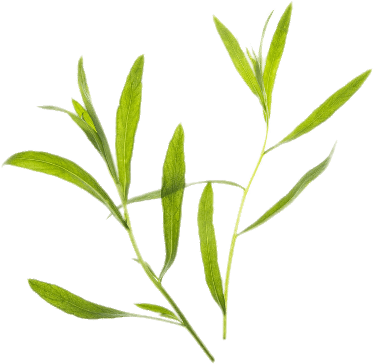 Download Tarragon Thyme Transparent Background Full Size PNG Image