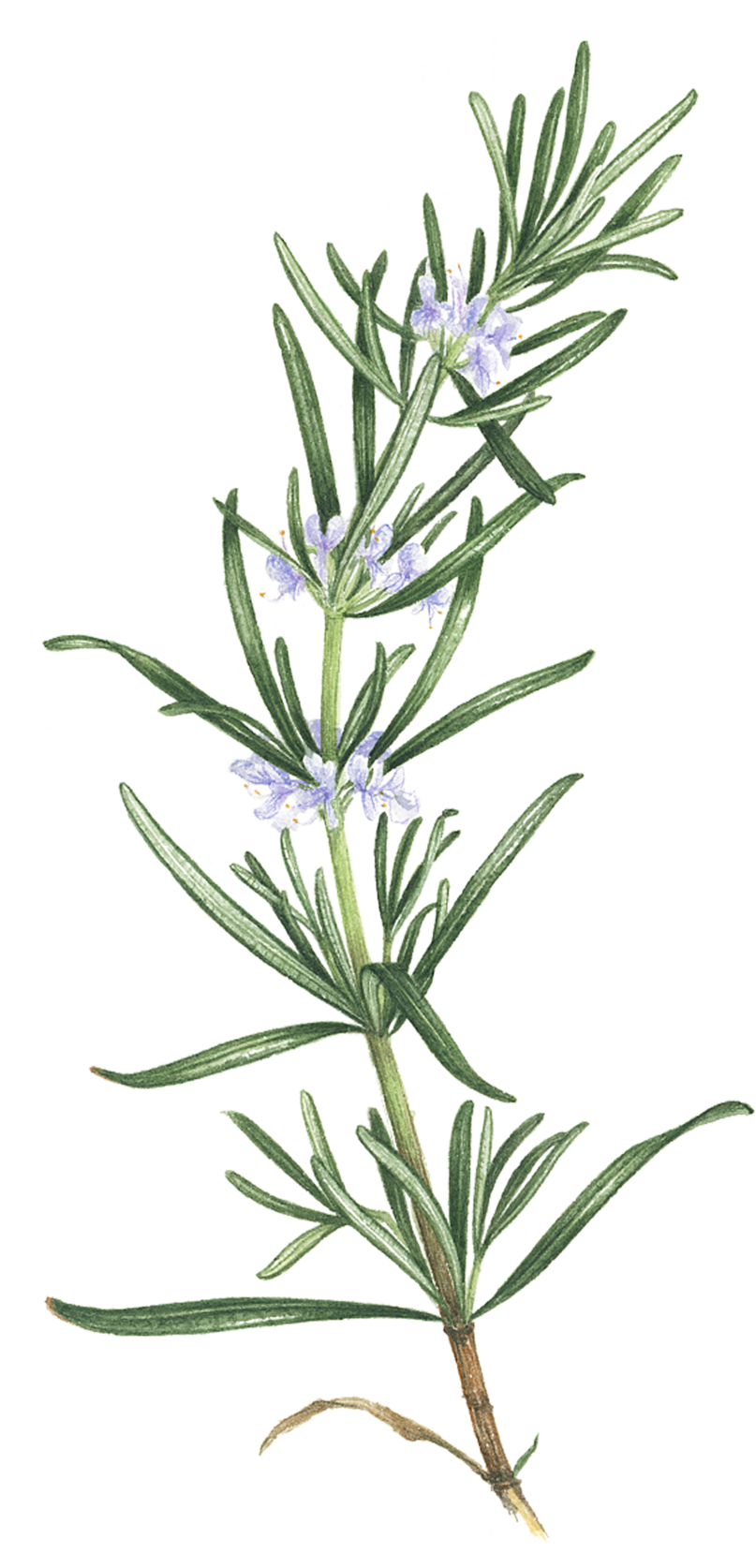 Rosemary - Rosemary - Rosemary - Flowering Rosemary Tattoo (2048x2048), Png Download