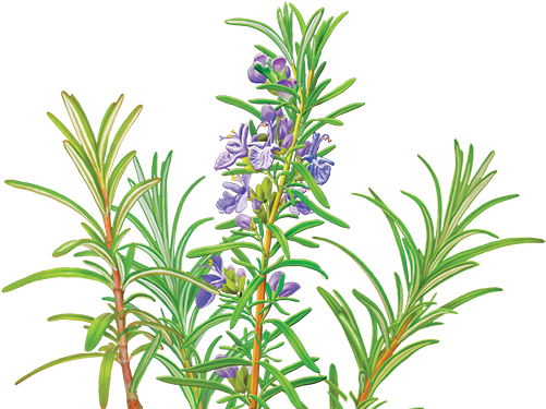 Catnip Drawing Rosemary - Alvita - Organic Rosemary Tea - 24 Tea Bags (672x455), Png Download