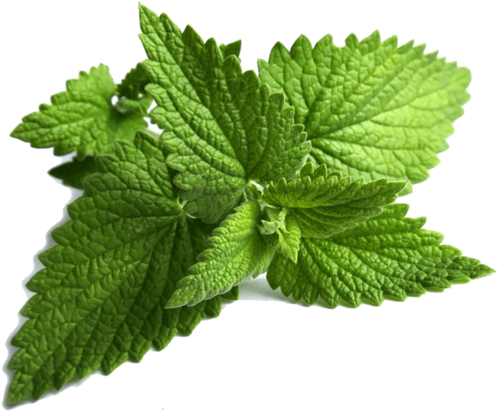 Ming Leaves - Mint Leaves Png (400x400), Png Download