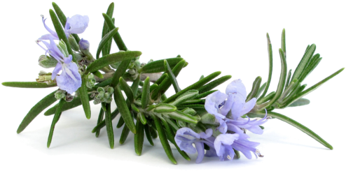Rosemary Extract For Skin - Rosmarinus Officinalis (648x417), Png Download