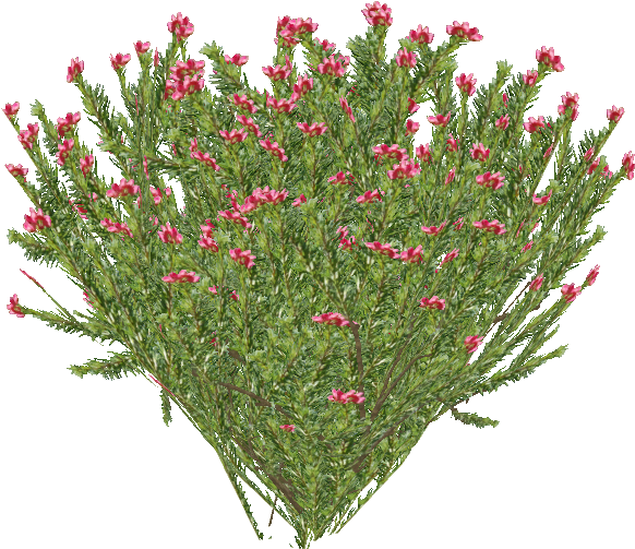Rosemary Grevillea (581x581), Png Download
