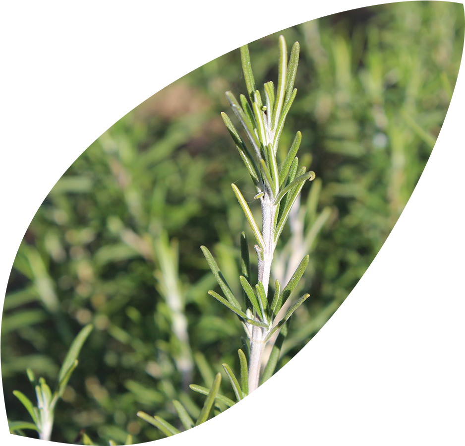 Rosemary - Organic Islands P.c. (1000x900), Png Download