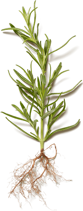 Images - Rosemary (1040x1040), Png Download