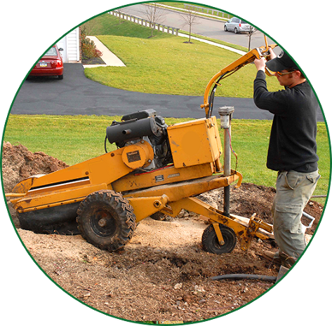 Tree Pruning Tool Stump Grinding Debris Cleanup - Tree Stump (473x465), Png Download