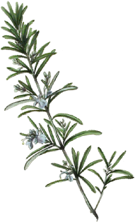 Rosemary Plant Png - Rosemary Plant Illustration Png (519x346), Png Download