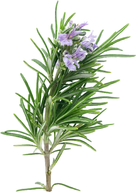 Rosemary Dreamstime 4816275 - Rosemary Leaf Png (500x750), Png Download