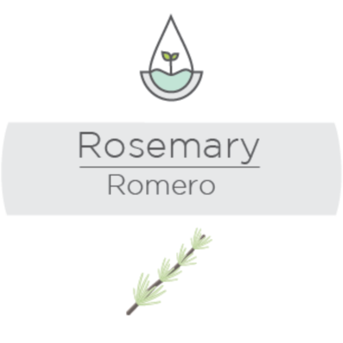 Rosemary - Rosemary - Tea (881x749), Png Download
