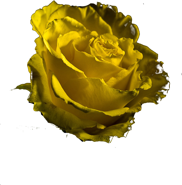 Picture - Hippie (820x820), Png Download