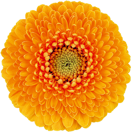 Lilo® - Transvaal Daisy (600x600), Png Download