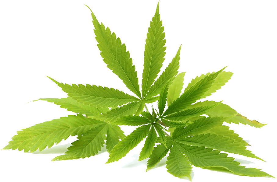 Weed.png (1000x665), Png Download