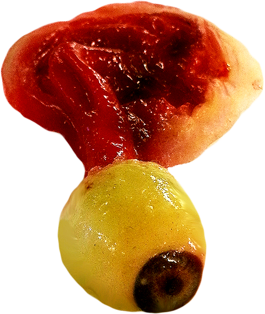 Zombie Eyeball Png - Human Eye (1200x1200), Png Download