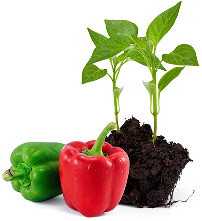 Agronomic Data - Habanero Chili (457x455), Png Download