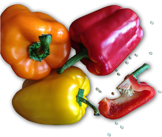 Peperoni (600x501), Png Download