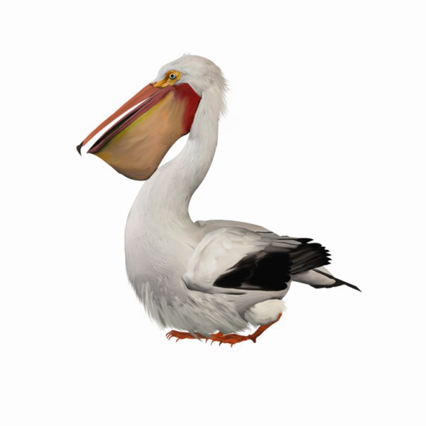 Pelican Png Image - Pelican Png (600x600), Png Download
