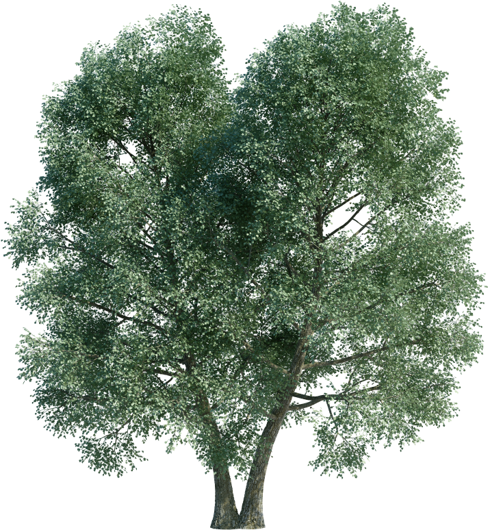Download Tree Full Size PNG Image PNGkit