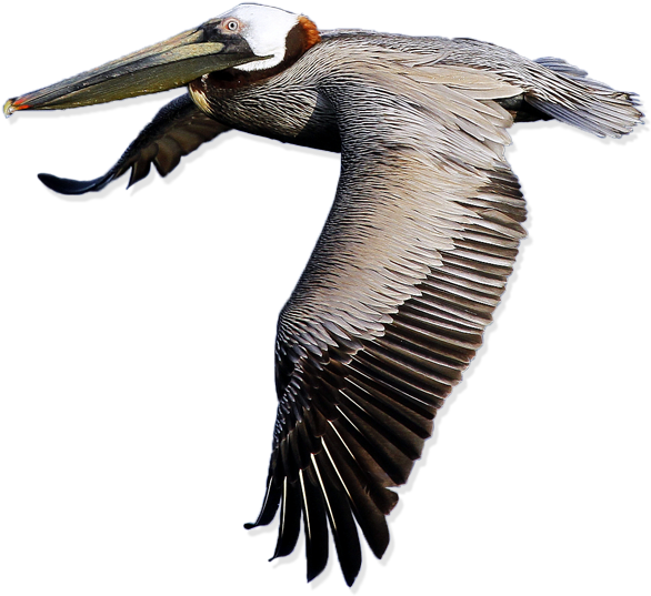 Pelican Png Transparent Images Png Images - Pelicano Png (400x362), Png Download