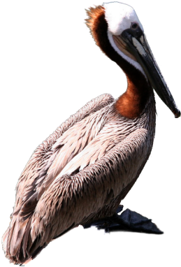 Graphics Pelican Png Clipart - Brown Pelican Png (352x441), Png Download