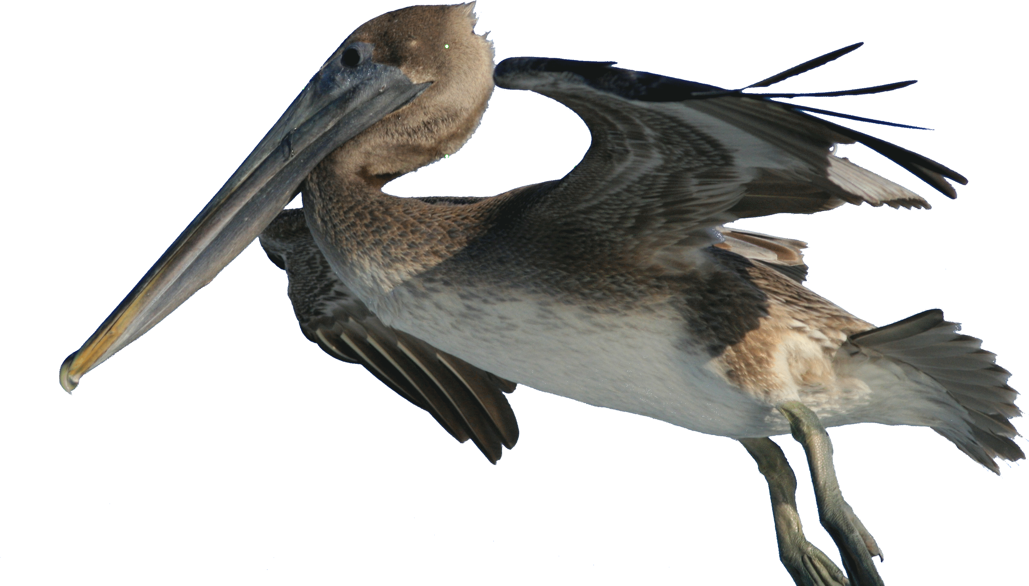 Brown Pelican Png (3717x2477), Png Download
