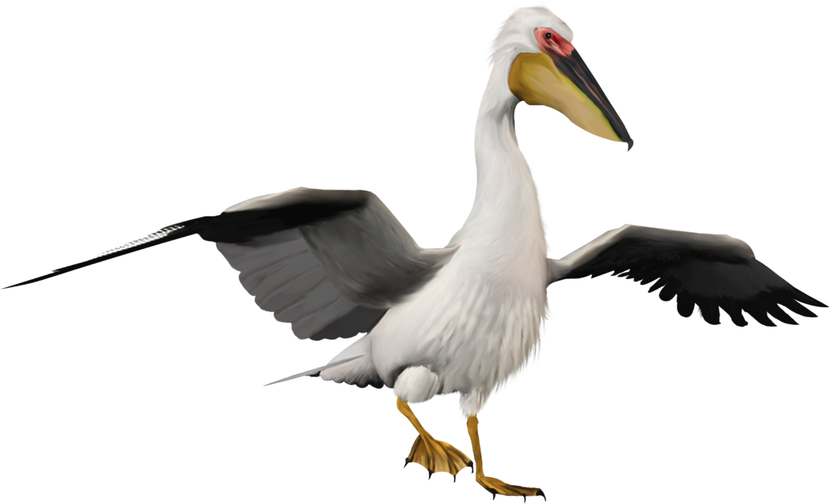Pelican (1191x724), Png Download