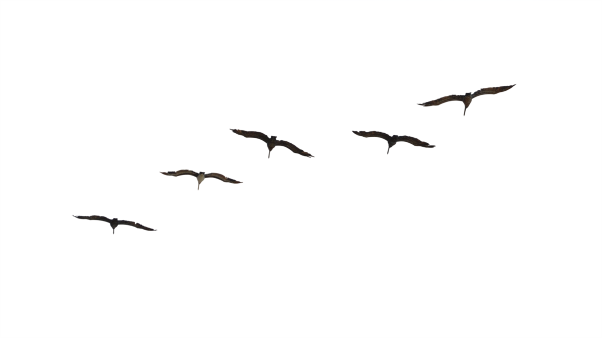 Flying Pelican Png Image - Bird (1193x670), Png Download
