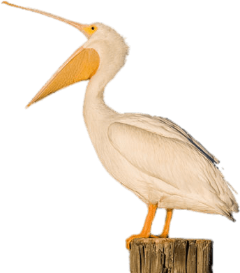 White Pelican Open Beak - Pelican (381x450), Png Download