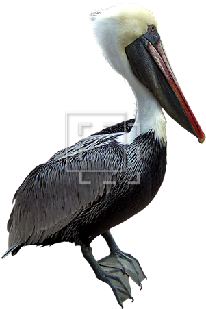 Parent Category - Brown Pelican (450x450), Png Download