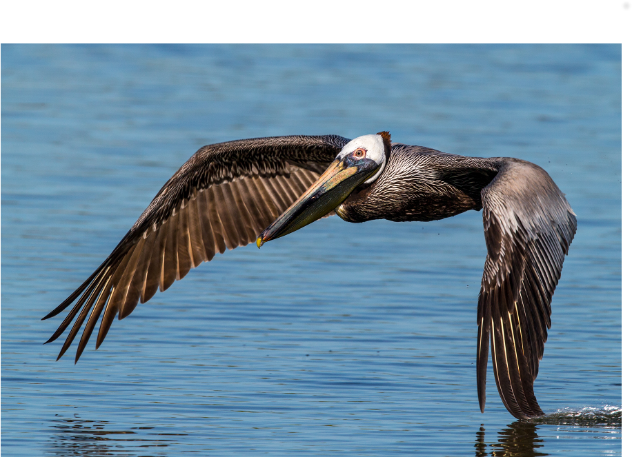 Brown Pelican (1000x1000), Png Download