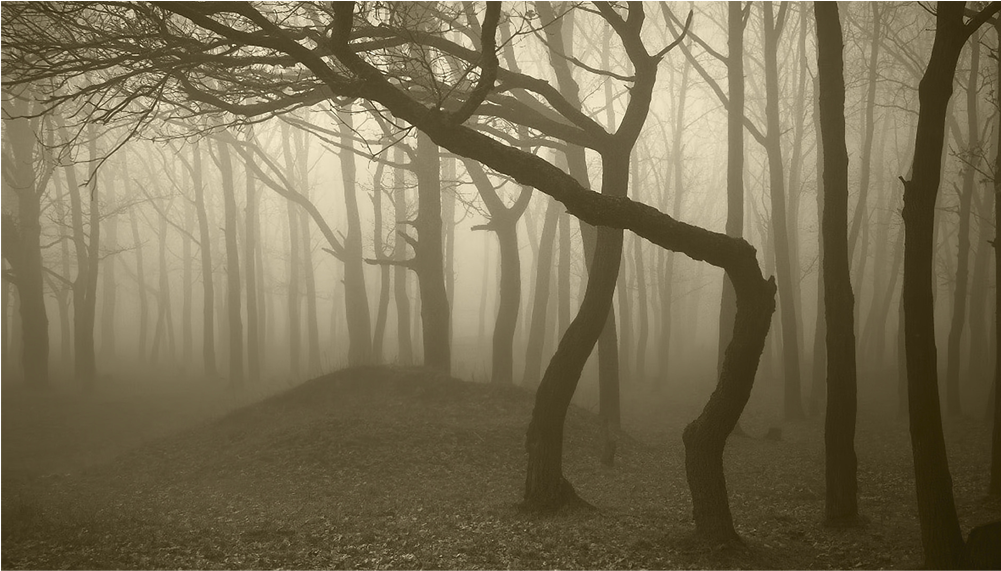 Score 50% - Purple Foggy Forest (1000x1000), Png Download