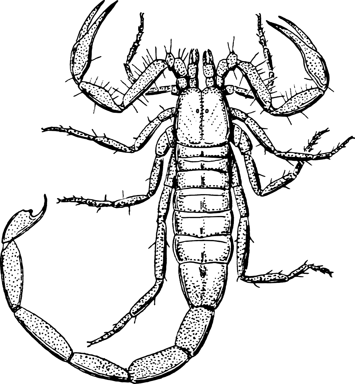 Scorpion Clip Art Crawling - Scorpion Clipart Black And White (1184x1280), Png Download