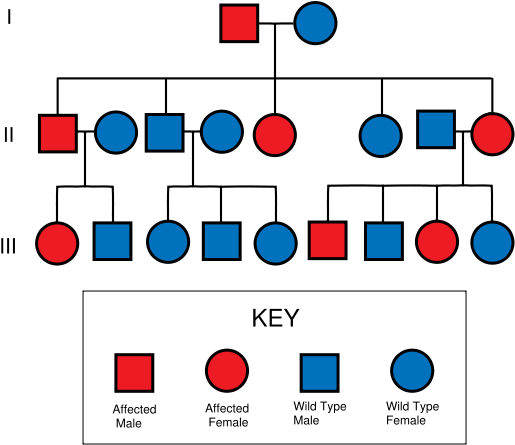Autosomal Dominant Pedigree Chart - Pedigree Chart (600x600), Png Download