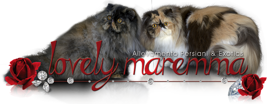 Lovely Maremma - Maremma (900x350), Png Download