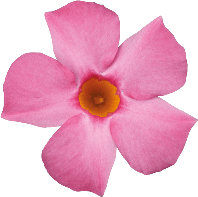 Sundaville Beauty Rose - Rocktrumpet (871x1111), Png Download