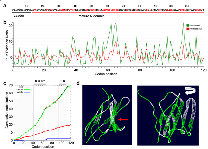 Adaptive Evolution Of Psgs In Yangochiroptera Bat Species - Common Fig (850x610), Png Download