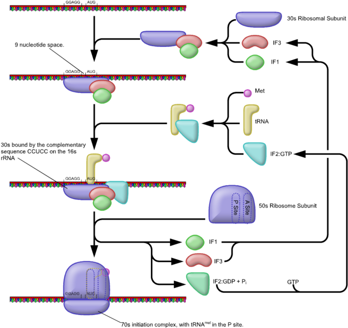 Prokaryotic Translation Initiation (768x768), Png Download
