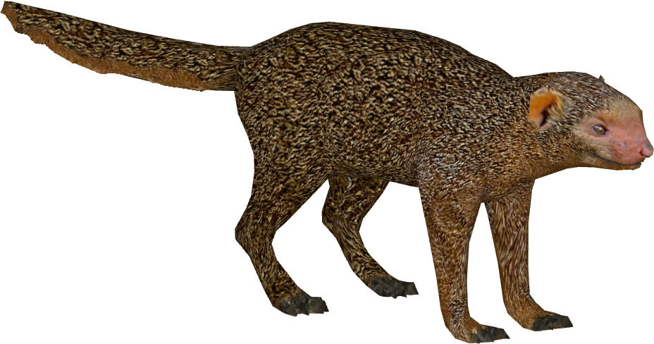 Dwarf Mongoose - Dwarf Mongoose Png (927x927), Png Download