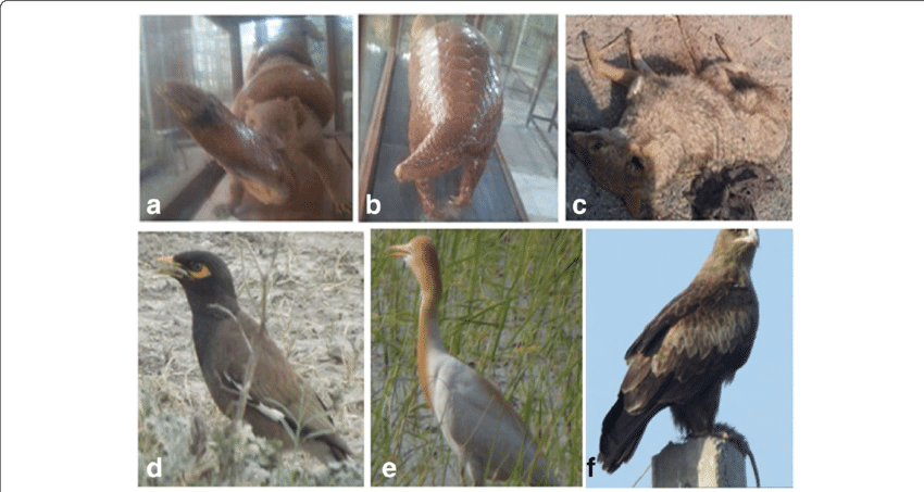 Some Important Mammals And Bird Species Of The Study - Mammal (850x453), Png Download