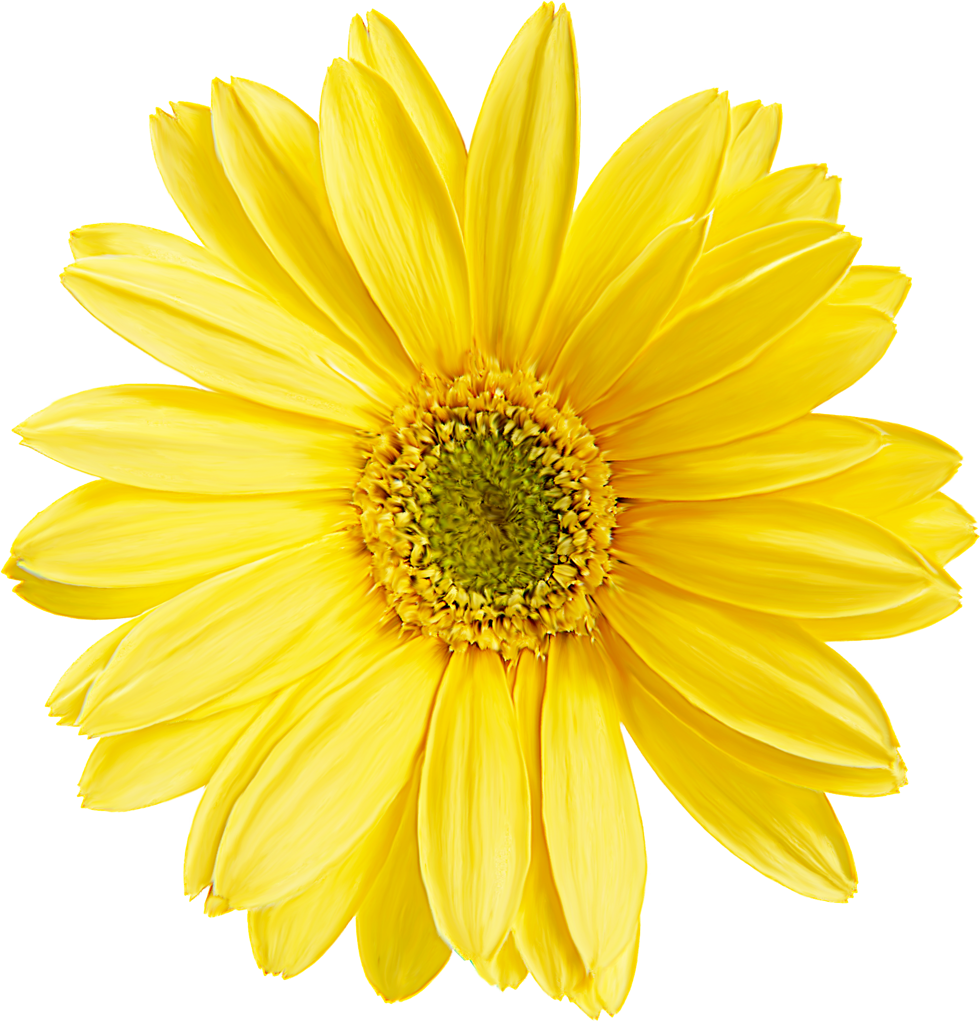 Painting Wallpaper Plants Flowers Material Transprent - Pastel Yellow Flower Png (1980x2070), Png Download