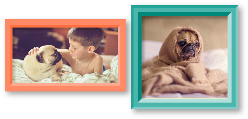 There Are Pugs That Require New Homes And Would Love - Pug's In A Blanket Lined Notebook: 120 Page, 5x8, Journal (800x385), Png Download