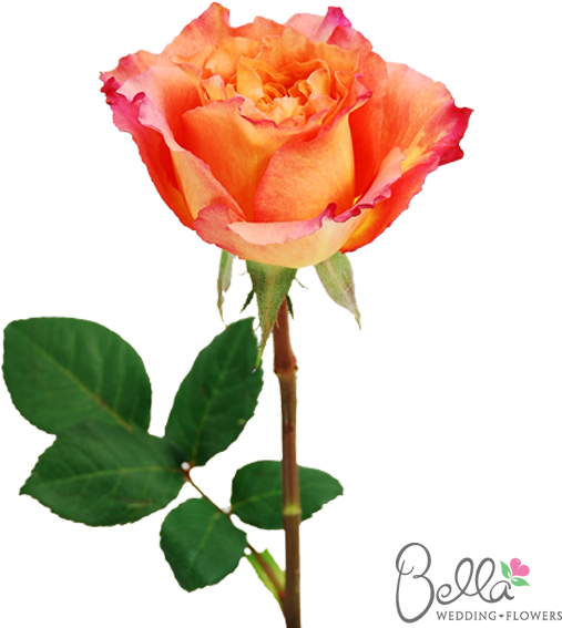 Free Spirit Roses Are A Gorgeous Variety Of Orange - Wedding (600x567), Png Download