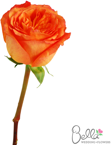 High Intenz Roses Are A Gorgeous Variety Of Orange - Wedding (600x567), Png Download