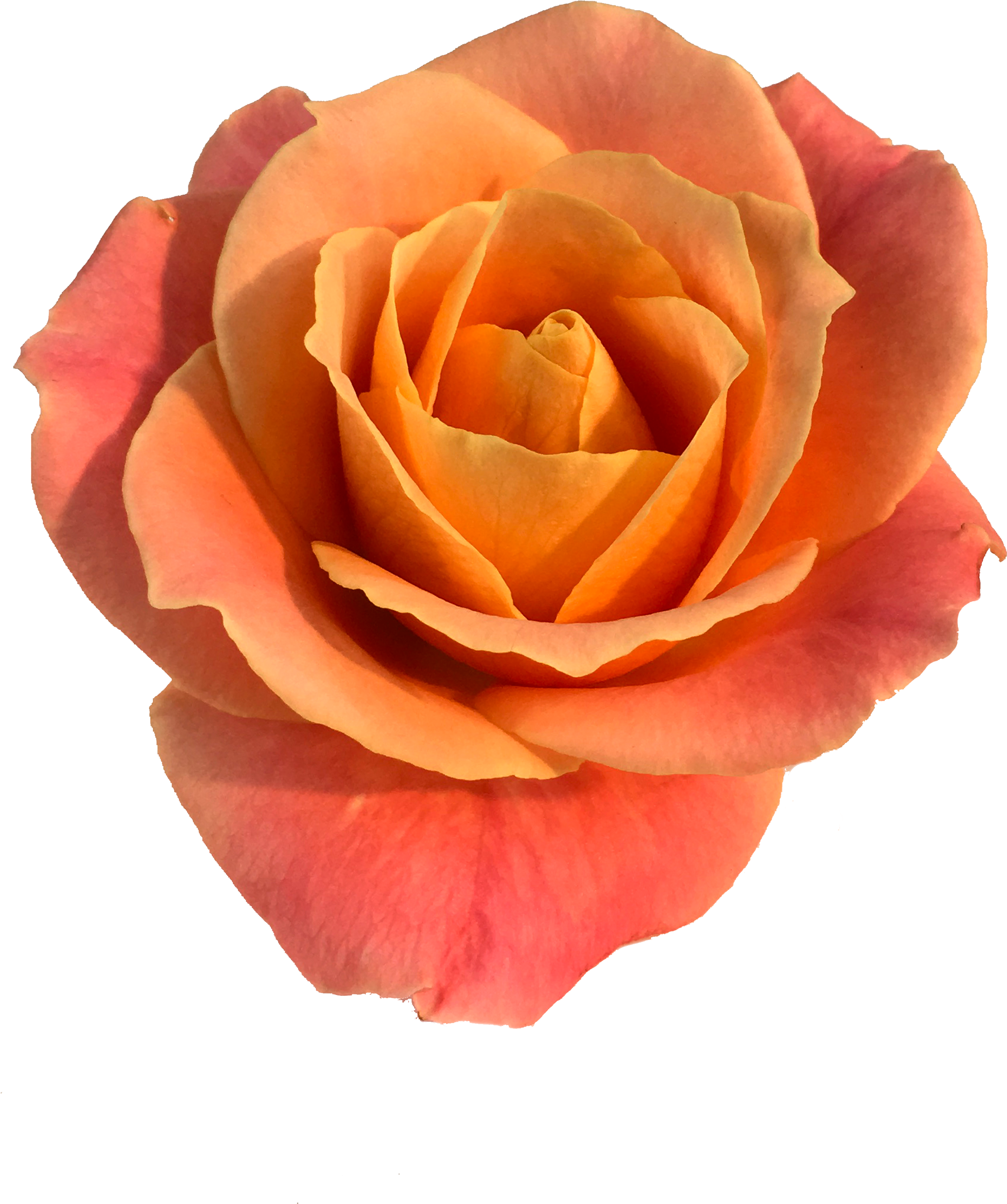 Roses In The Void By Will Gee - Rose (3024x4032), Png Download
