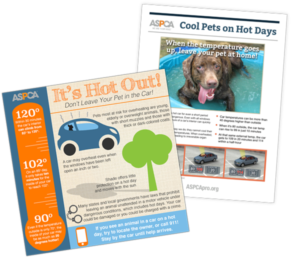 Animals, Cars And Hot Weather - Dog (593x554), Png Download