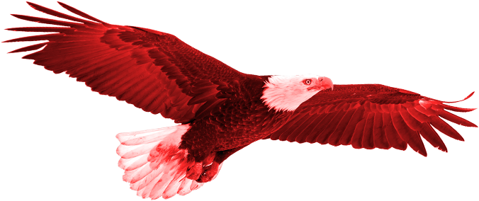 Tunisia Vs - England - Parrot (1010x1007), Png Download